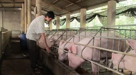養殖場臭味難治理？潔匠凈化幫您輕松解決！.jpg