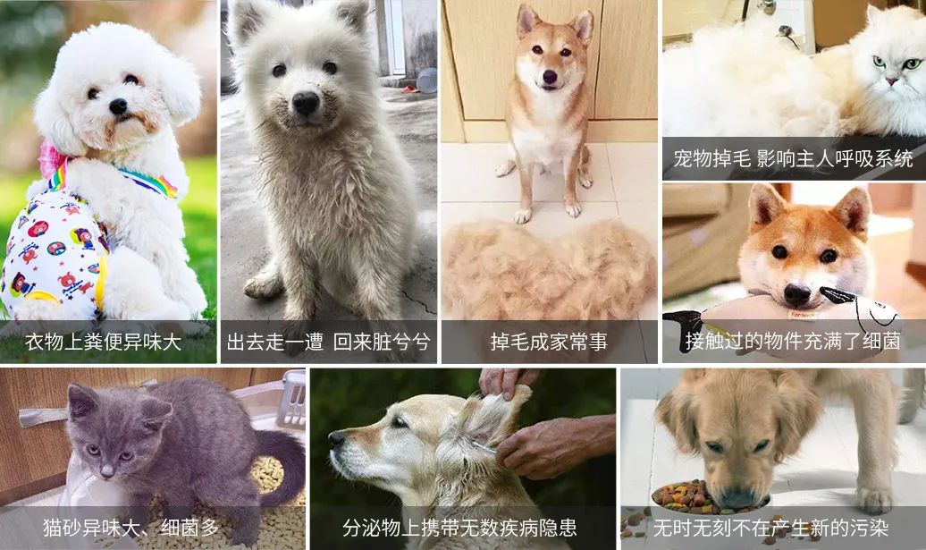 寵物氣味彌漫整個屋子，潔匠凈化教您如何除味.jpg